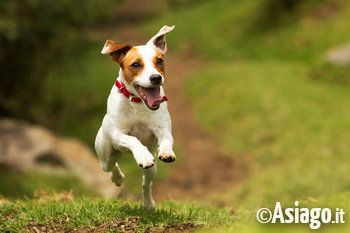Jack Russell che corre