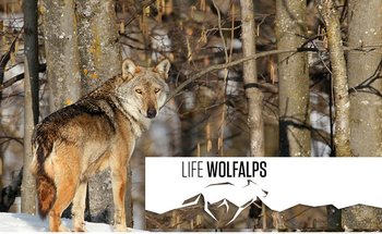 Progetto Wolfalps 