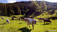 Mucche al Pascolo Sull Altopiano