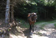 Cavallo da Tiro con Bilancino nel Sentiero