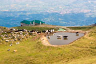 Le mucche al pascolo si godono la natura del Monte Corno