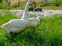 Die Gänse auf dem Bauernhof des Landhauses Rugiada