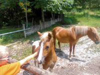 Begegnung mit den Ponys des Landhauses Rugiada