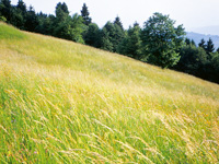 Bergkräuter das Hauptelement der Heubäder der Campolongo Refuge