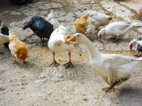 Gänse und Hühner bei Cason delle Meraviglie