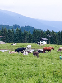 Kühe und andere Tiere in Malga Campo Costalunga