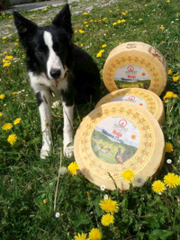 Cheese Asiago Dop von Malga Valmaron I Lotto
