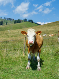 Schönes Treffen bei Malga III Lotto Valmaron