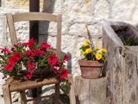 In Malga Larici di Sotto sind Blumen überall