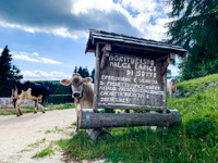 Willkommen in Malga Larici di Sotto