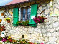 Blumen, Details und Farben im Malga Larici di Sotto