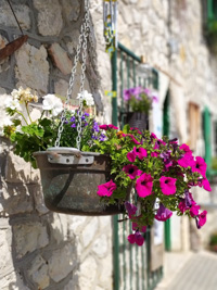 Blumen im Topf bei Malga Larici di Sotto