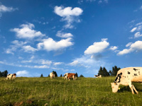 Kühe weiden im Larici Malga in Sotto