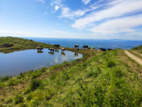 Kühe am Weidebecken