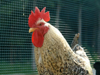 Il gallo