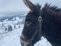 Esel in der verschneiten Landschaft des Asiago-Plateaus