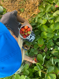 Kleines Mädchen pflückt Bio-Erdbeeren