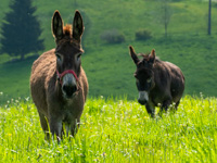 Nora und Ares grasen