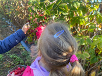 Kinder pflücken Bio-Himbeeren auf dem Bauernhof