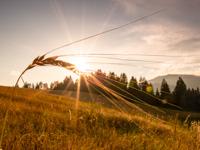 Sonnenuntergang auf Gerste in der Biofattoria Bisele