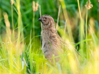 Wachtelkönig: ein seltener Vogel auf dem Biobauernhof