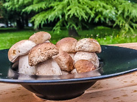 Frische Pilze im Restaurant Villa Ciardi