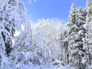 Schneebedeckte Bäume in der Nähe der Baita Monte Corno
