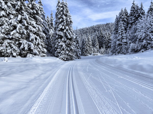 Spur im Wald im Centro Fondo Monte Corno