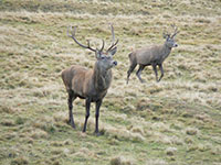 Fauna pressi rifugio