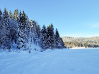 Langlaufloipen, die sich durch den Wald schlängeln