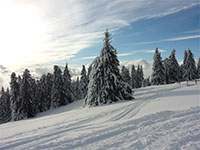 Paesaggi innevati larici