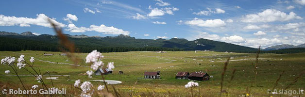 The Plain of Marcesina in Flower