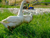 The geese in the farmyard of the country House Rugiada