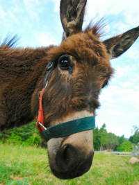 Donkey at Rugiada Country House