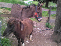In contact with the animals of the Rugiada Country House