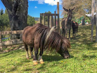 Ponies and donkeys at the country house