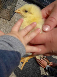 A new friend: the chick
