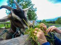 Children feed goats