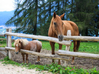 Horses at The Cason of Wonders