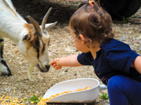 We feed the goats