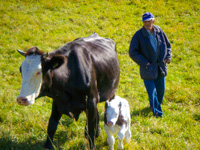 Grandfather Luigino with cows at Cason delle Meraviglie