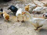 Geese and chickens at Cason delle Meraviglie