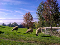 Sheep at The Cason of Wonders