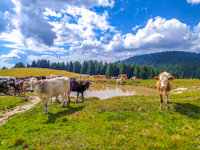 The cows grazing in Malga Longara di Dietro
