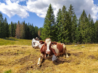 The beautiful cows of the hut