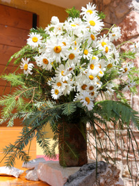 Mountain flowers in Malga Dosso di Sotto