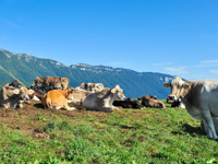 Cows in the pastures of the MalgaDosso di Sotto