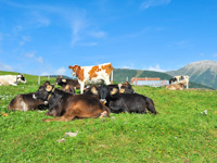 Cows grazing at the MalgaDosso di Sotto