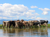 Cows drinking in the pool