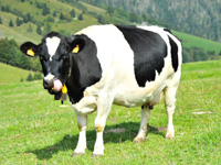 Malga Cow I Lotto Valmaron